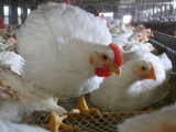 肉雞生長發育要點及選雛要點