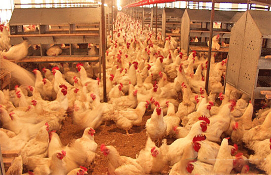 肉雞養殖勤通風