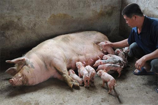 自繁自養的缺點