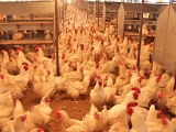 肉雞養殖勤通風