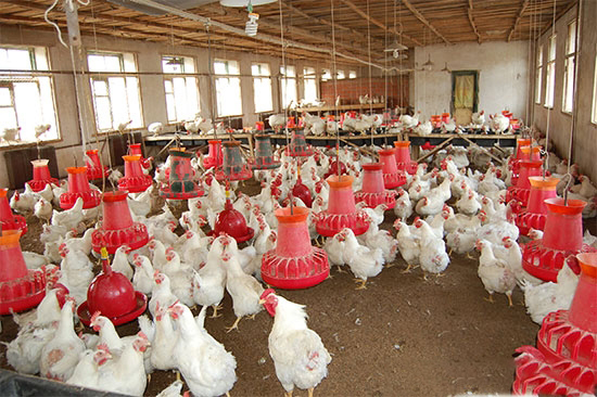 肉種雞産蛋期料量控制