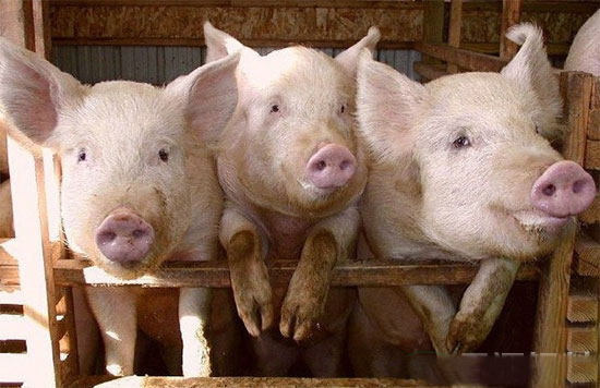 養豬場安全過冬