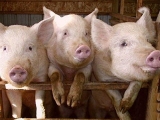 養豬場做到這幾點 安全過冬不用愁