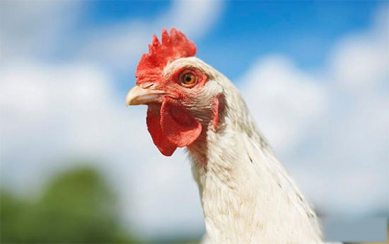 肉雞全程飼養管理要點
