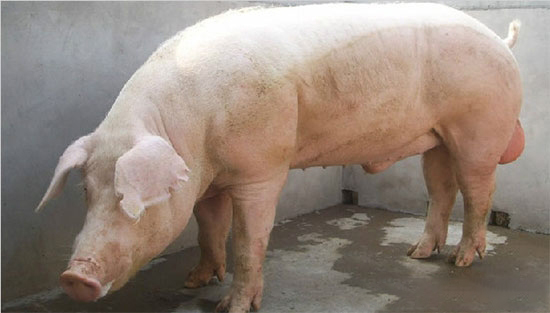 種公豬的選擇技巧