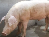 種公豬的選擇技巧
