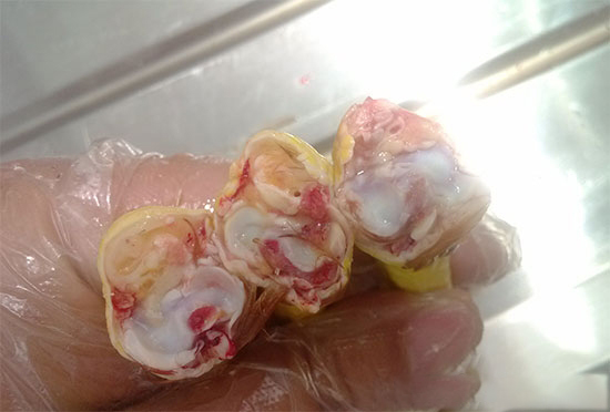 關于滑液囊支原體,你需要了解的一些知識!