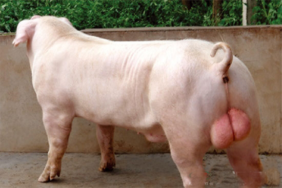 種公豬的科學管理方法