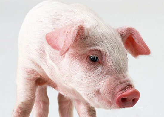 通過一些前期的觀察也可以有效選好豬精