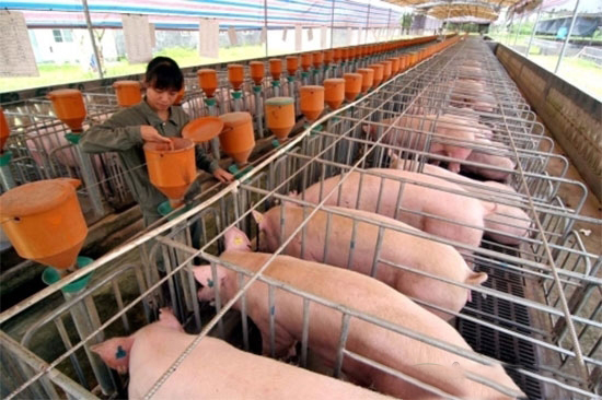 2017年畜禽養殖補貼怎麼申請？