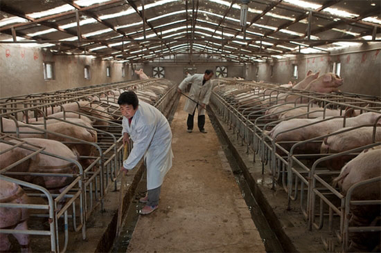 豬場惡臭的三大控制措施