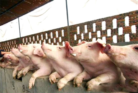 氣溫低養殖戶須做好飼養管理