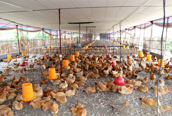 如何科學選用雞飼料