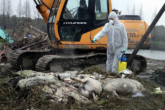 堅決曝光屠宰病死豬