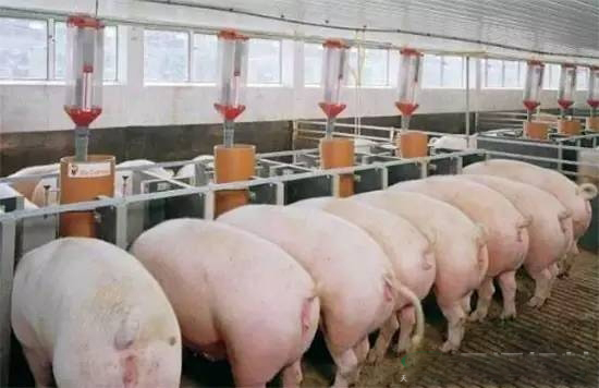 2016年山東文登育肥豬保險政府補貼496萬元