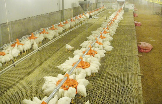 肉雞的網架養殖