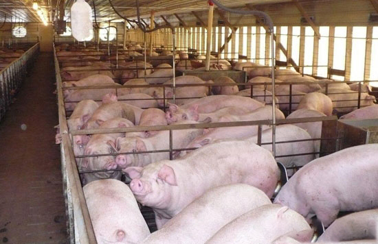 引入國外種豬的特點？