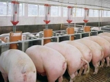 2016年山東文登育肥豬保險政府補貼496萬元