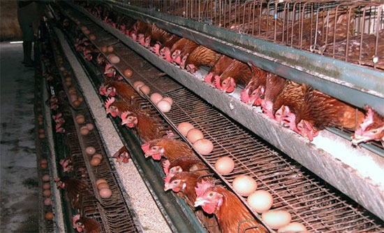 蛋雞全套防疫程序時間表