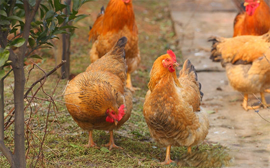 雞所需的各種營養素的作用彙總