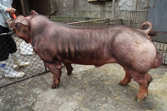 種公豬多少時間采精一次合适？