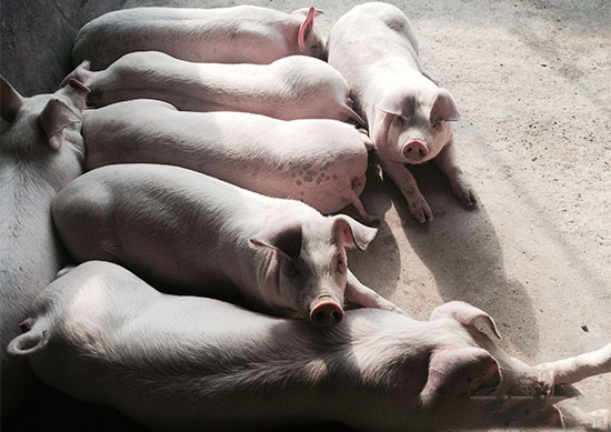 養豬的準入門檻和飼養成本提高