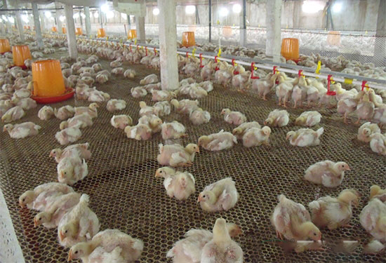 肉用仔雞公母分群飼養法