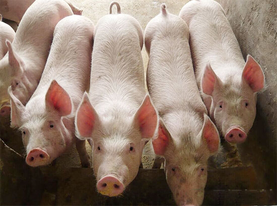 仔豬旺食期如何快速增重？