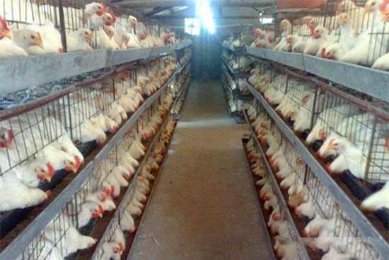 肉雞消化不良的原因和防治