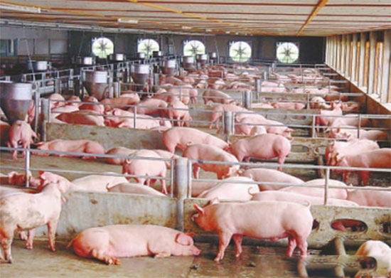 母豬數持續降2017仍有盼頭