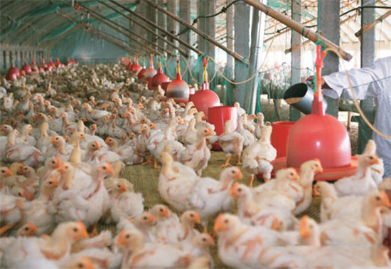 肉仔雞飼養管理