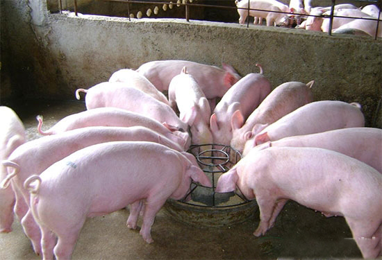 養殖戶不要長期對畜禽飼用高鋅日糧