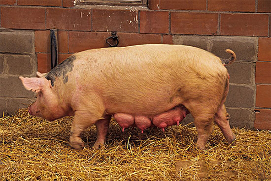 母豬乳腺發育3階段