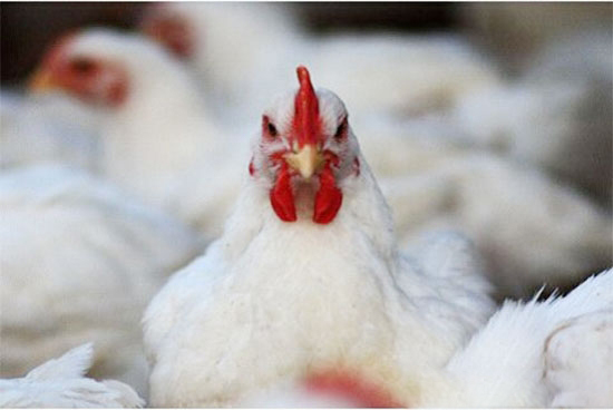 肉雞飼養中幾種常發病的防治——胸囊腫