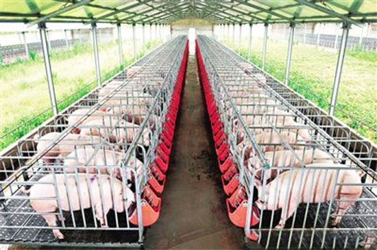 農業部發話：2017年大力穩生豬