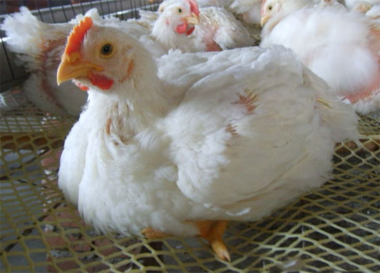 養好肉雞的關鍵措施