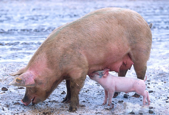 養豬場母豬無乳少乳的表現