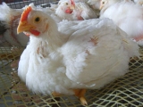 養好肉雞的關鍵措施