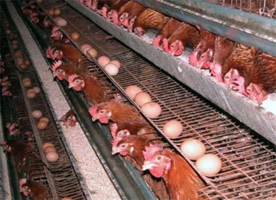 産蛋雞高峰不高的十大孽根