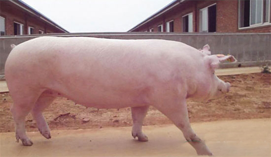 母豬催情方法精簡版