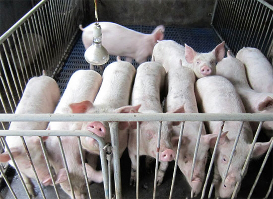 養殖業有哪些補貼