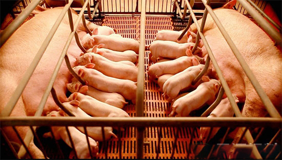 冬季怎麼做好豬舍的保溫和通風?