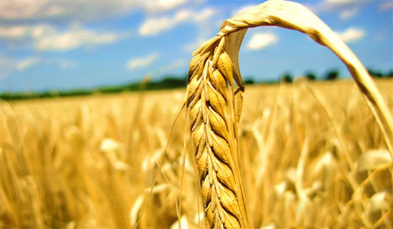 看懂2016年中國農業格局的16個詞