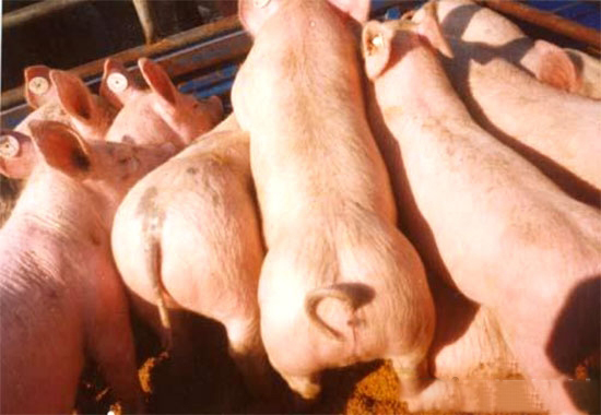 農村規模化養豬應該注意哪些問題?