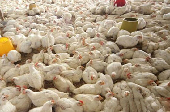 肉雞飼養中幾種常發病的防治——腿部疾病