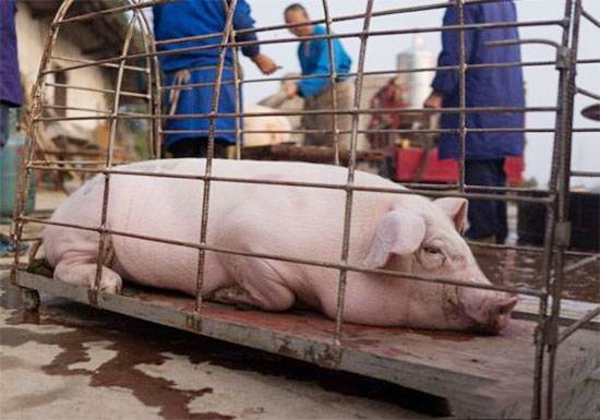 今年春節前會不會再次出現“牛豬大屠殺”?