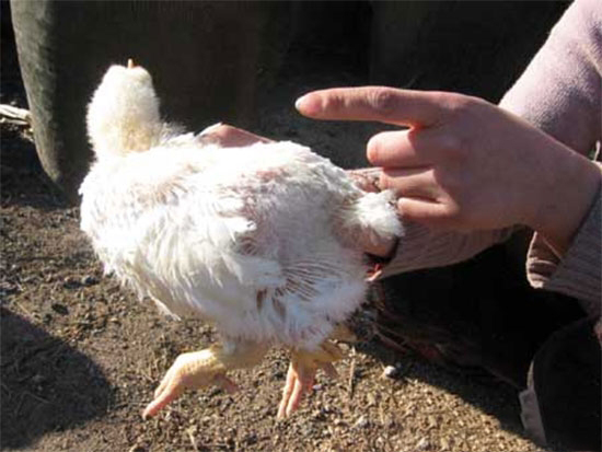 肉雞喜歡啄毛是怎麼回事？