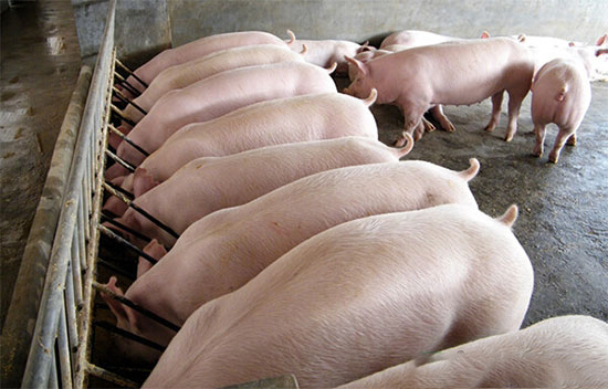 養豬催肥要注意的誤區