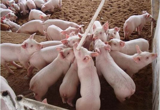 生豬補欄最要緊的是疾病預防