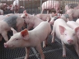 2017年所有生豬養殖戶都要面對的幾大問題